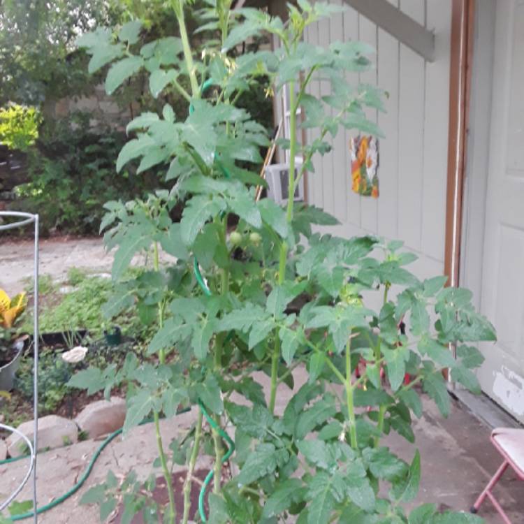 plant image 861829 plant image 861829