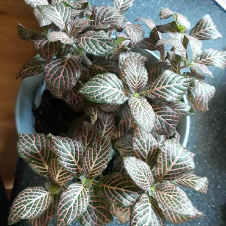 plant image 862447 plant image 862447