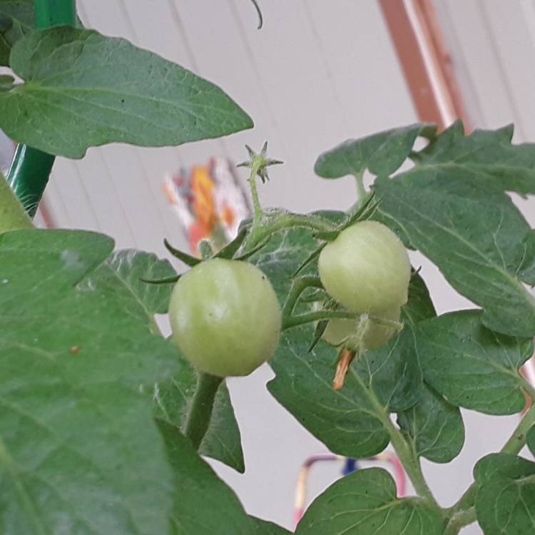 plant image 862449 plant image 862449