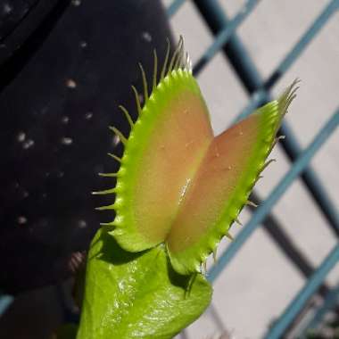 Dionaea muscipula
