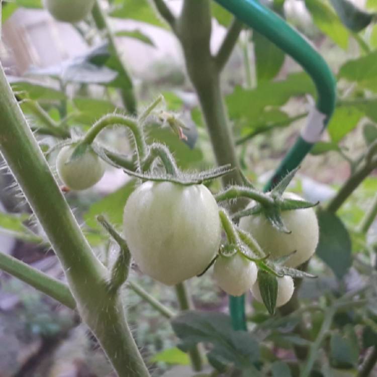 plant image 864272 plant image 864272