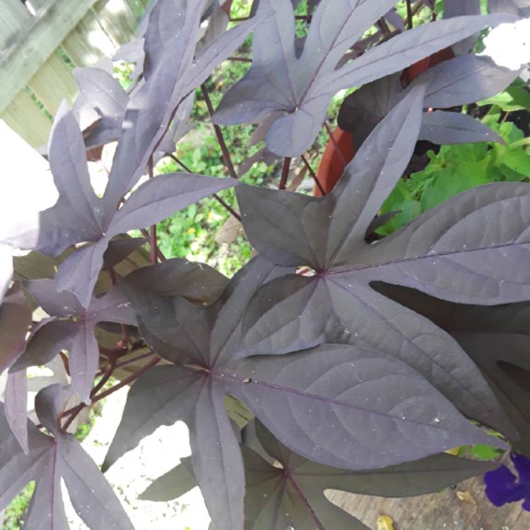 plant image 864275