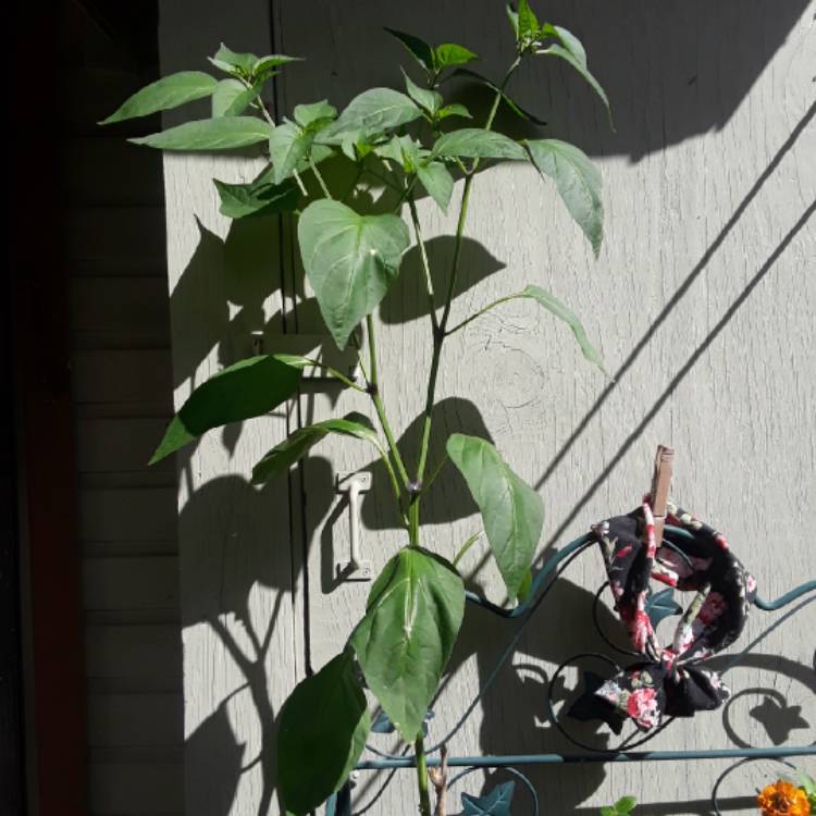 plant image 864288 plant image 864288