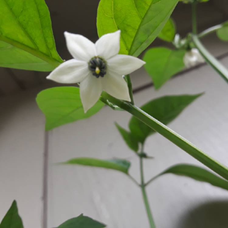 plant image 866539 plant image 866539