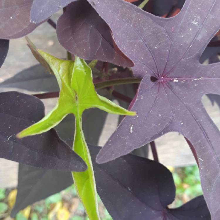 plant image 867357