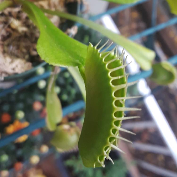 plant image 867358 plant image 867358