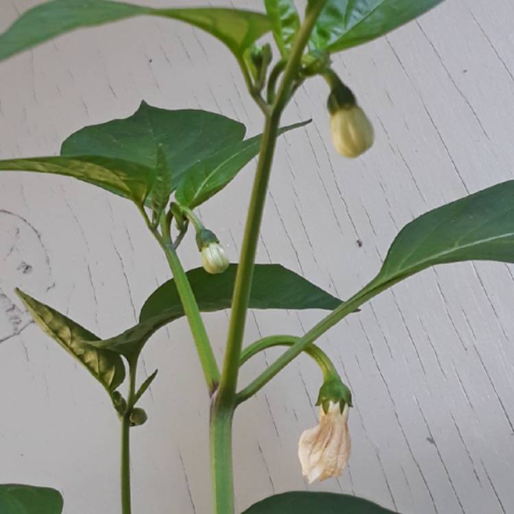 plant image 869598 plant image 869598