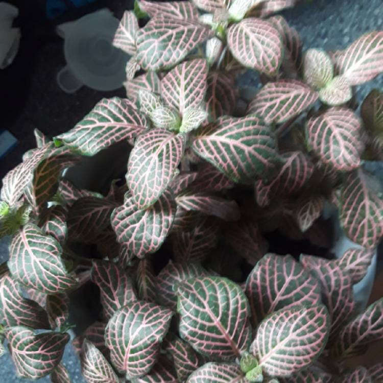plant image 871019 plant image 871019