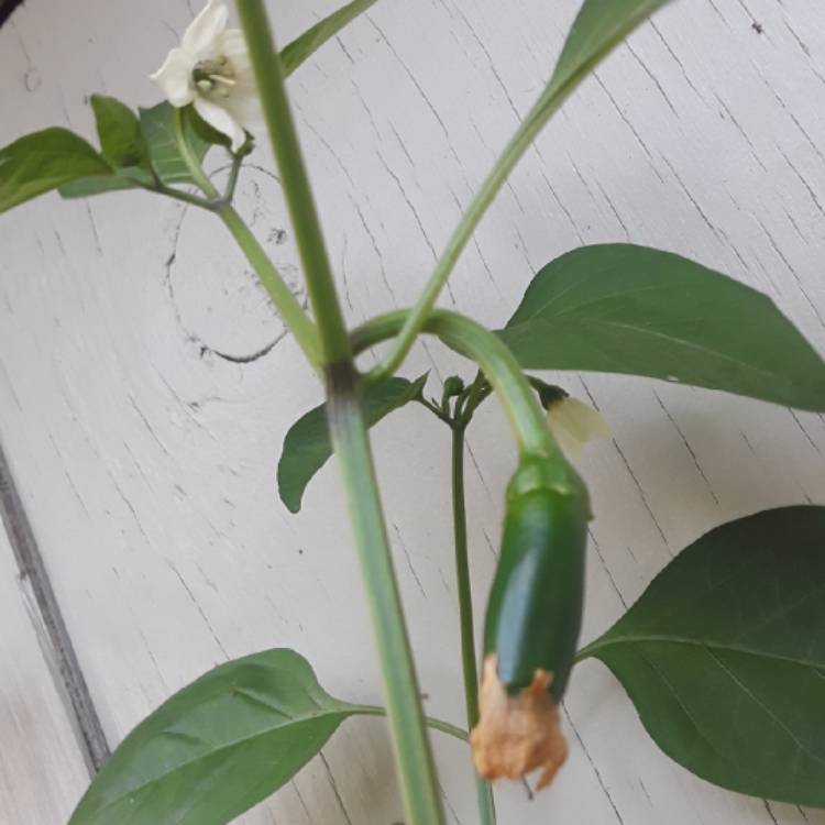 plant image 872631 plant image 872631