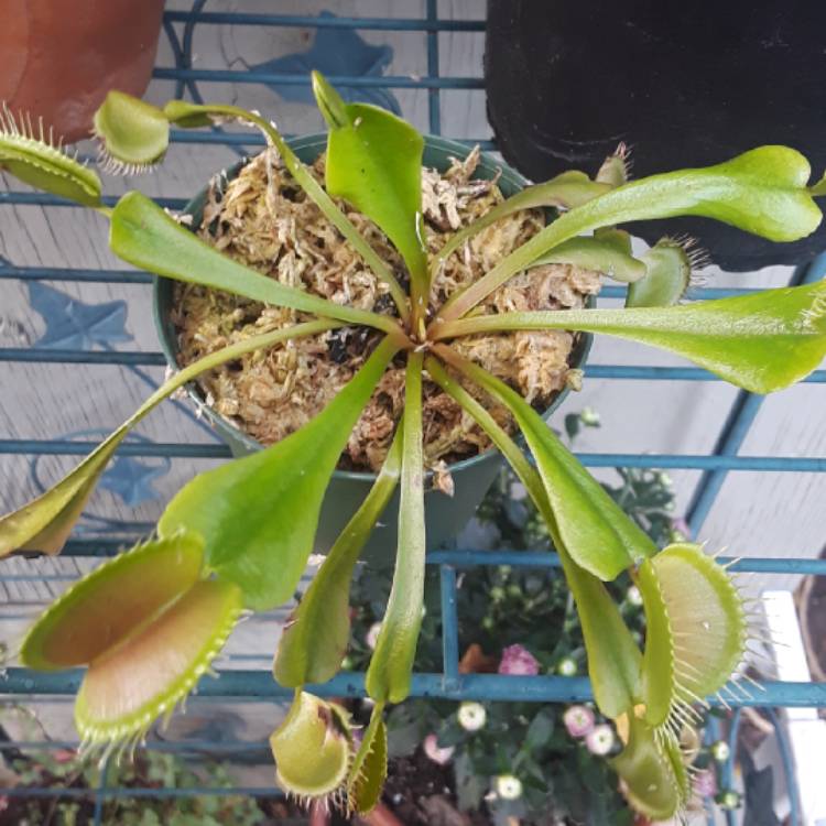 plant image 872634 plant image 872634