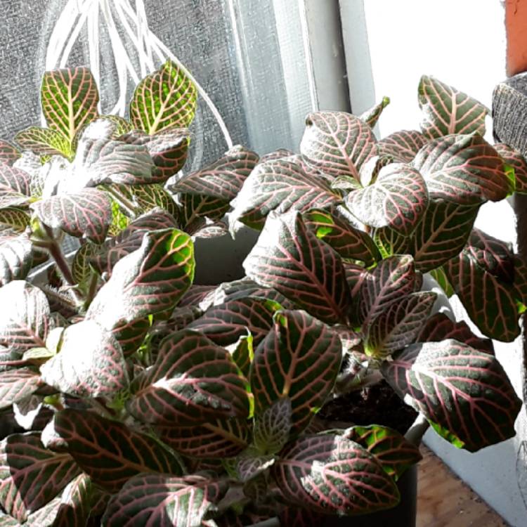 plant image 872636 plant image 872636