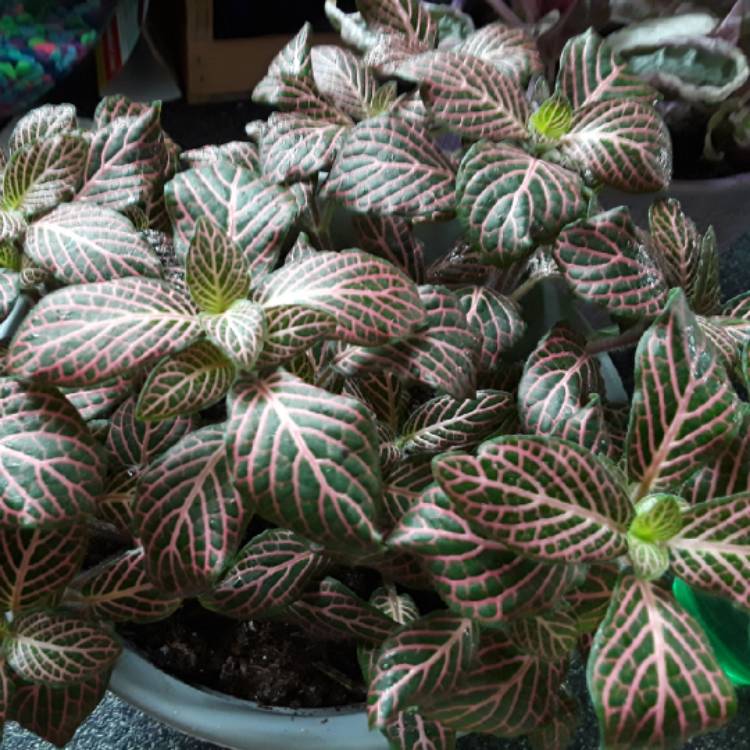 plant image 873960 plant image 873960