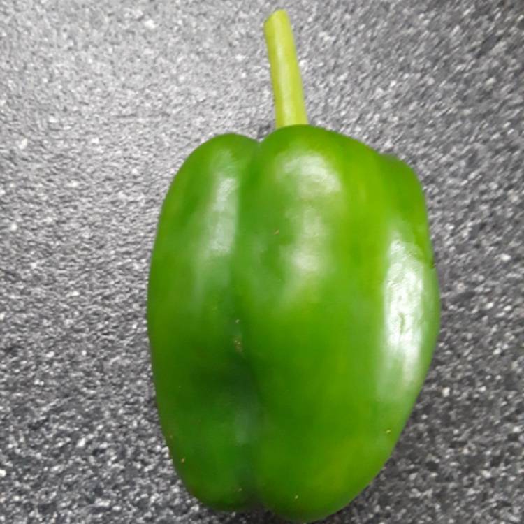 plant image 873965 plant image 873965