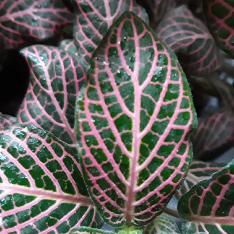 plant image 873967 plant image 873967