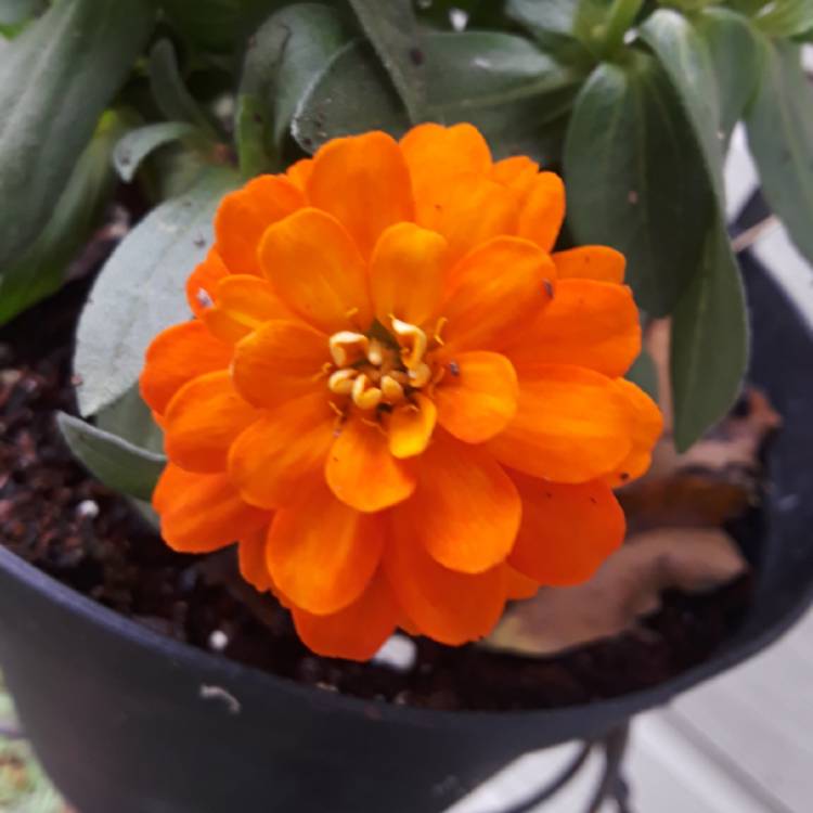 plant image 874625 plant image 874625