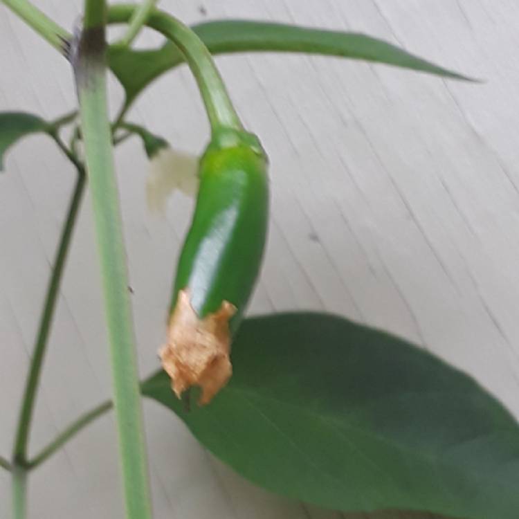 plant image 874626 plant image 874626