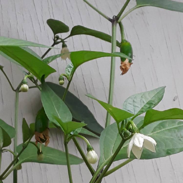 plant image 875534 plant image 875534