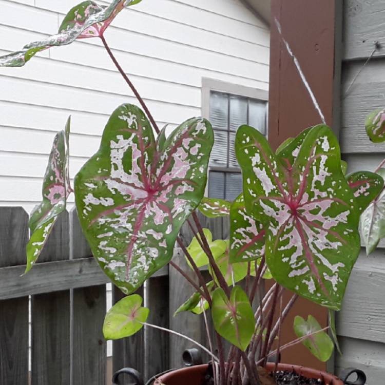 plant image 875537 plant image 875537