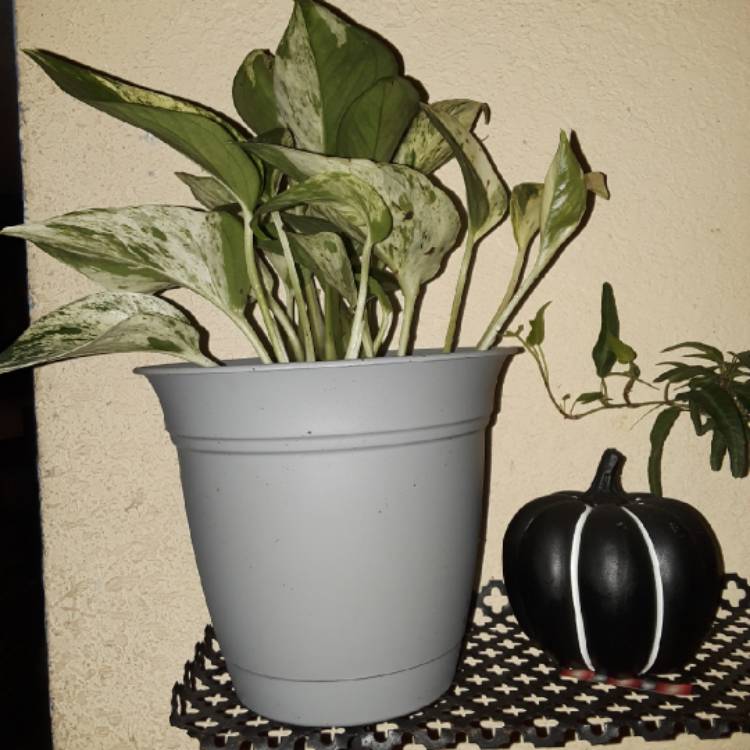 plant image 876399 plant image 876399