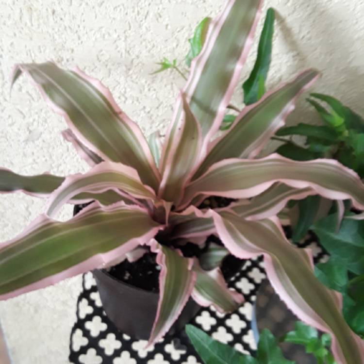 plant image 877111 plant image 877111