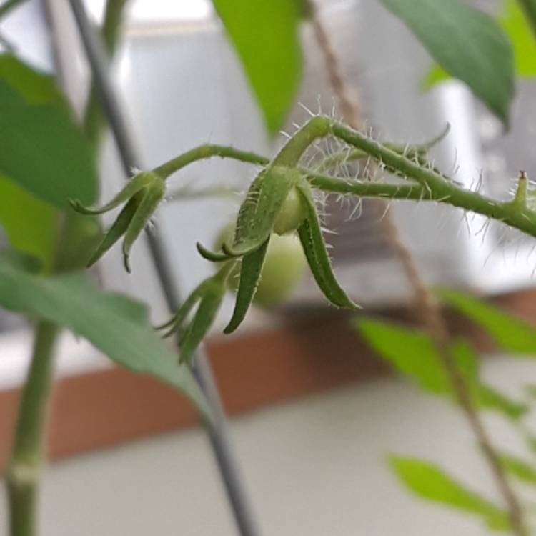 plant image 877181 plant image 877181
