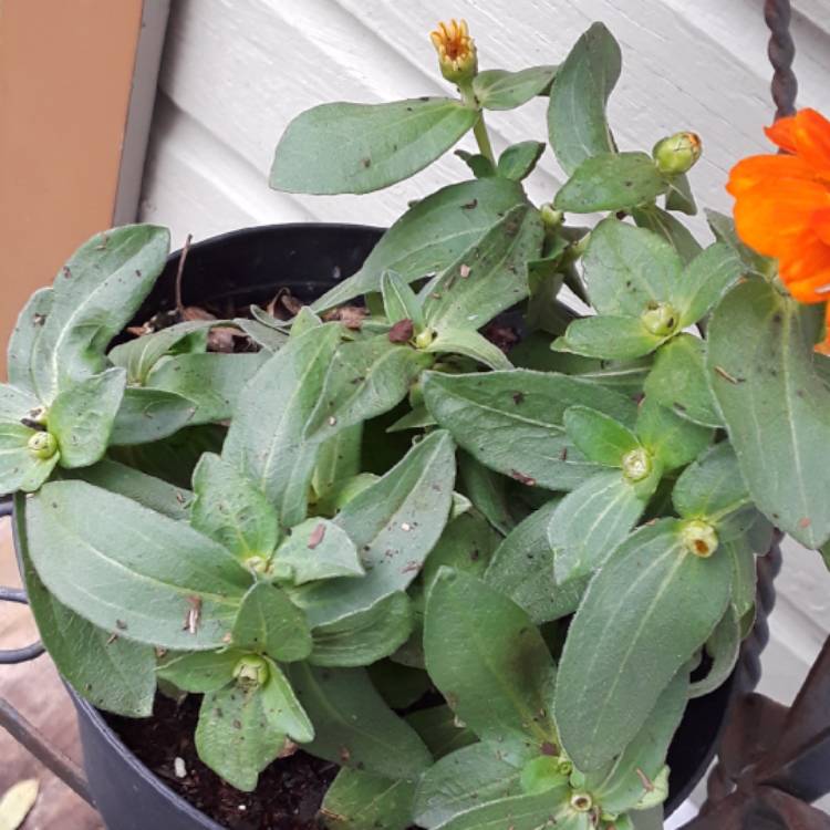 plant image 877185 plant image 877185