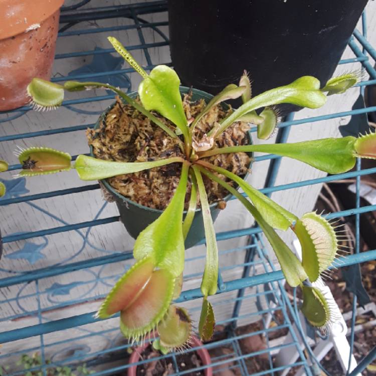 plant image 878503 plant image 878503