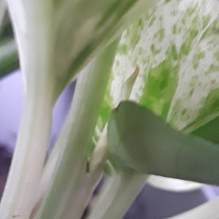 plant image 878516 plant image 878516