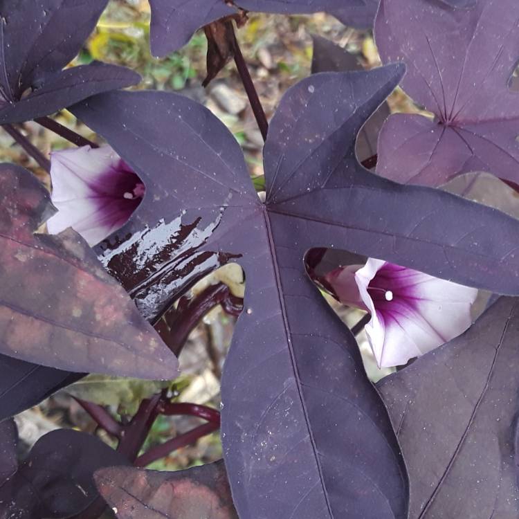 plant image 879331