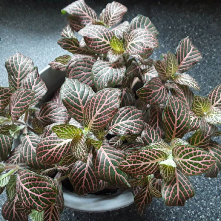 plant image 879335 plant image 879335