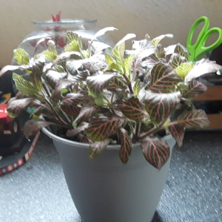 plant image 879336 plant image 879336