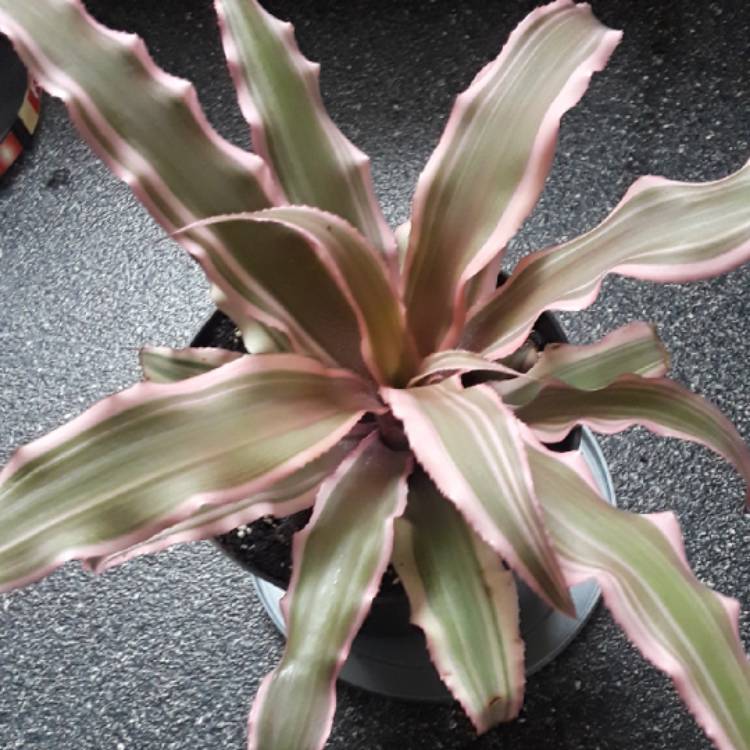 plant image 879338 plant image 879338