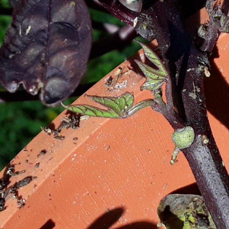 plant image 882895