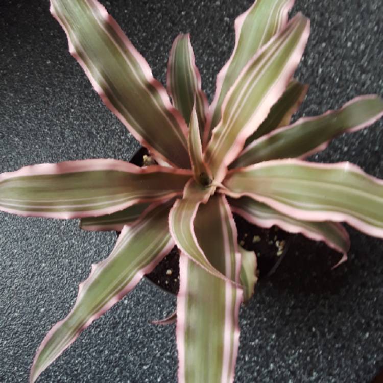 plant image 884356 plant image 884356