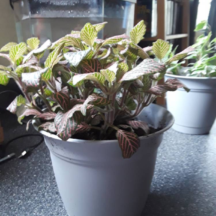 plant image 884362 plant image 884362