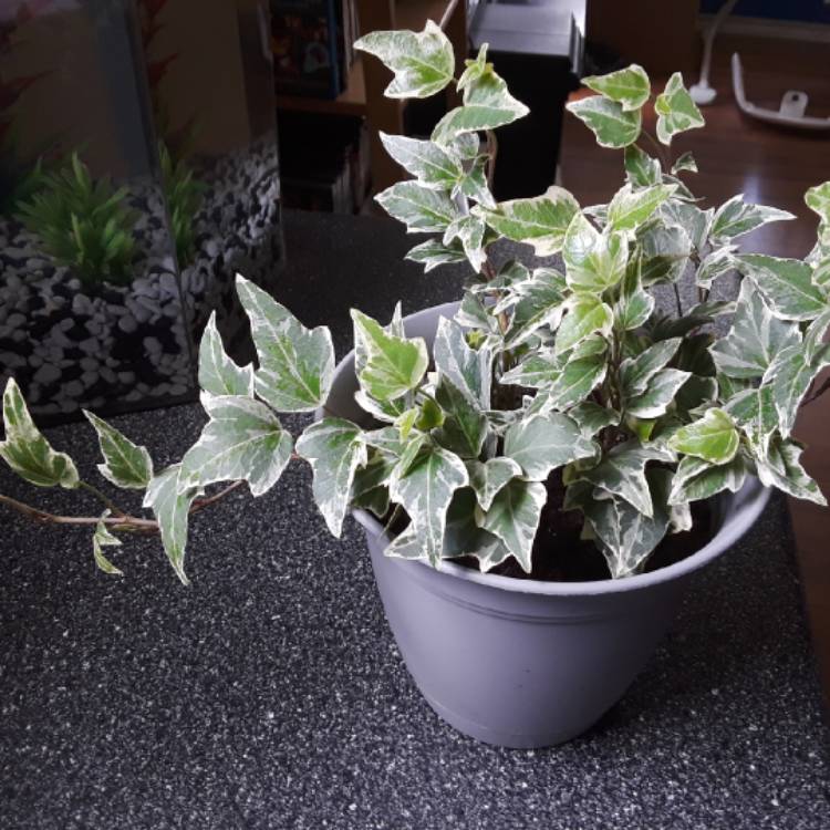 plant image 884363 plant image 884363