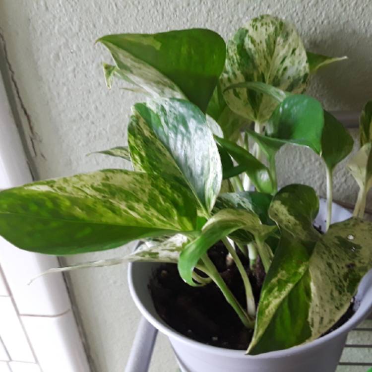 plant image 884366 plant image 884366