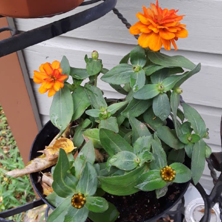 plant image 884909 plant image 884909