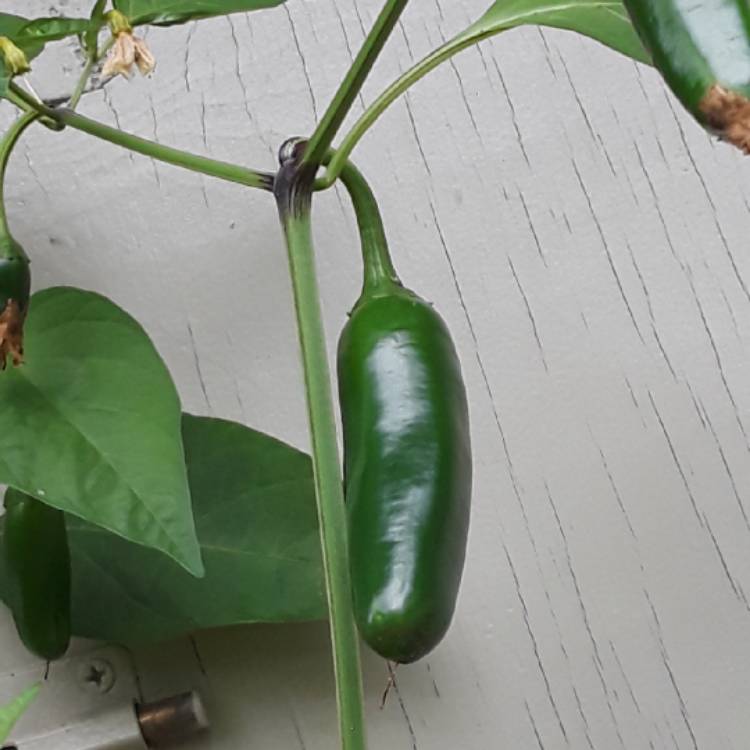 plant image 884919 plant image 884919