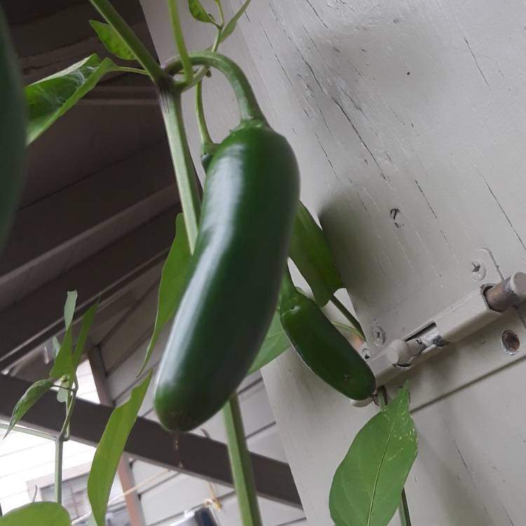 plant image 888824 plant image 888824