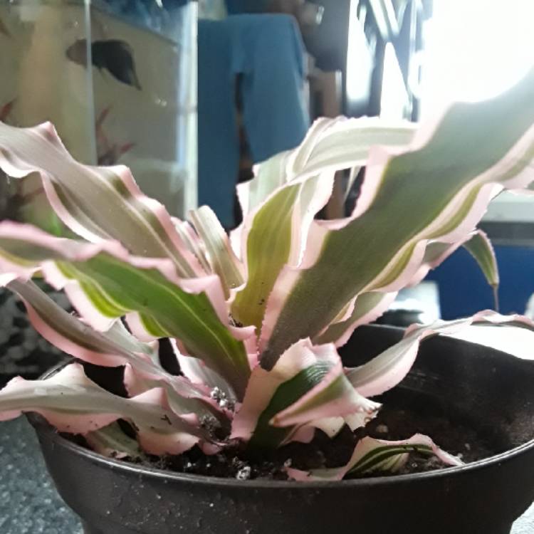 plant image 889217 plant image 889217