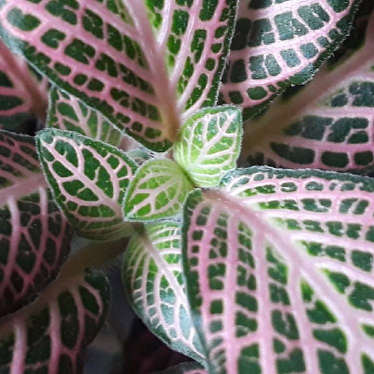 plant image 889791 plant image 889791