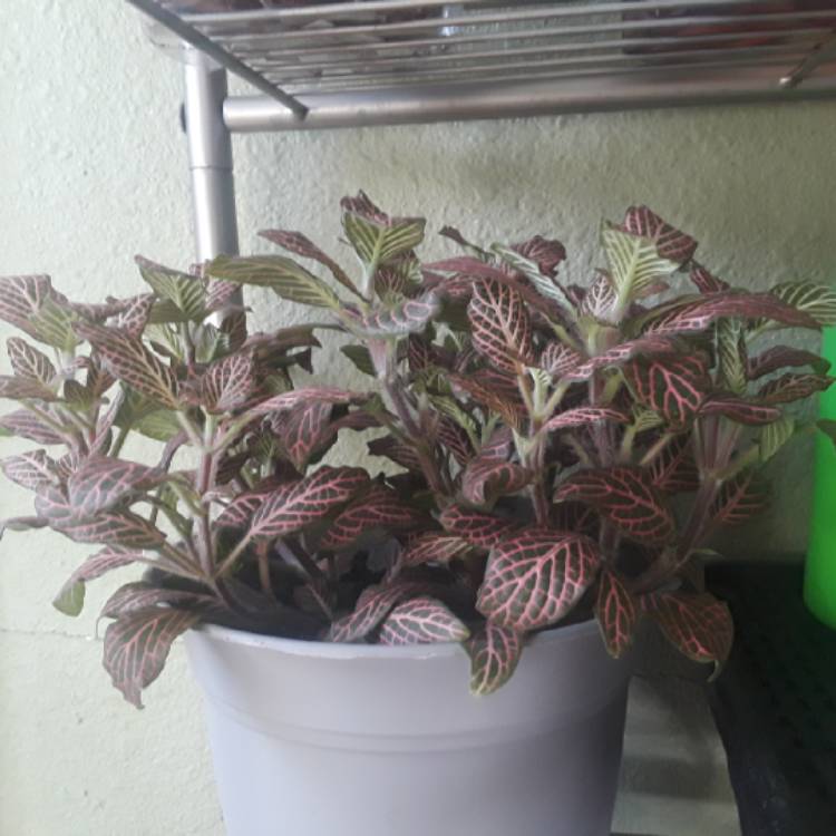plant image 892894 plant image 892894
