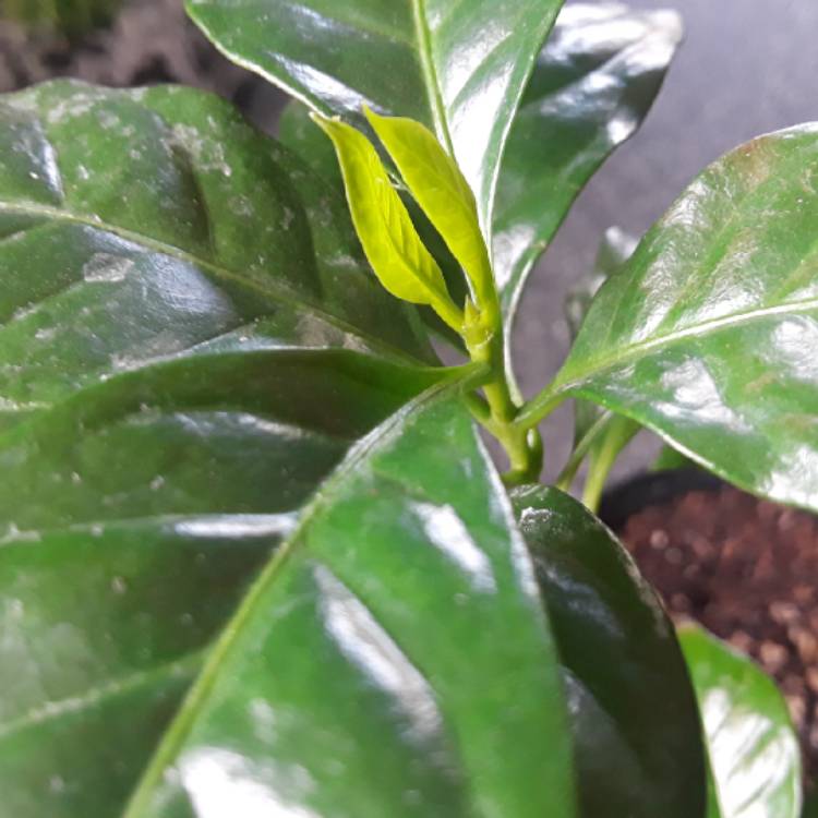 plant image 893798