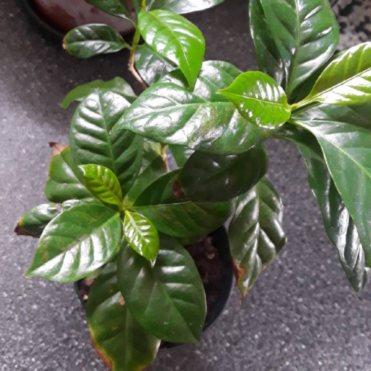 plant image 897719