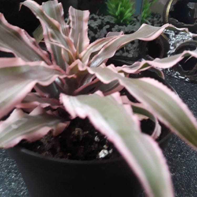 plant image 897721 plant image 897721