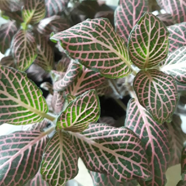 plant image 897724 plant image 897724