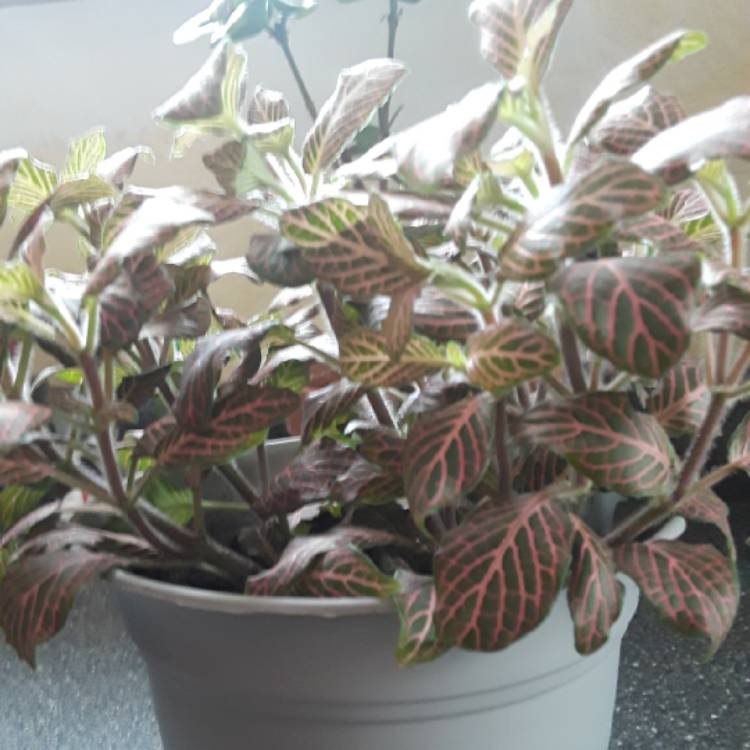 plant image 897725 plant image 897725