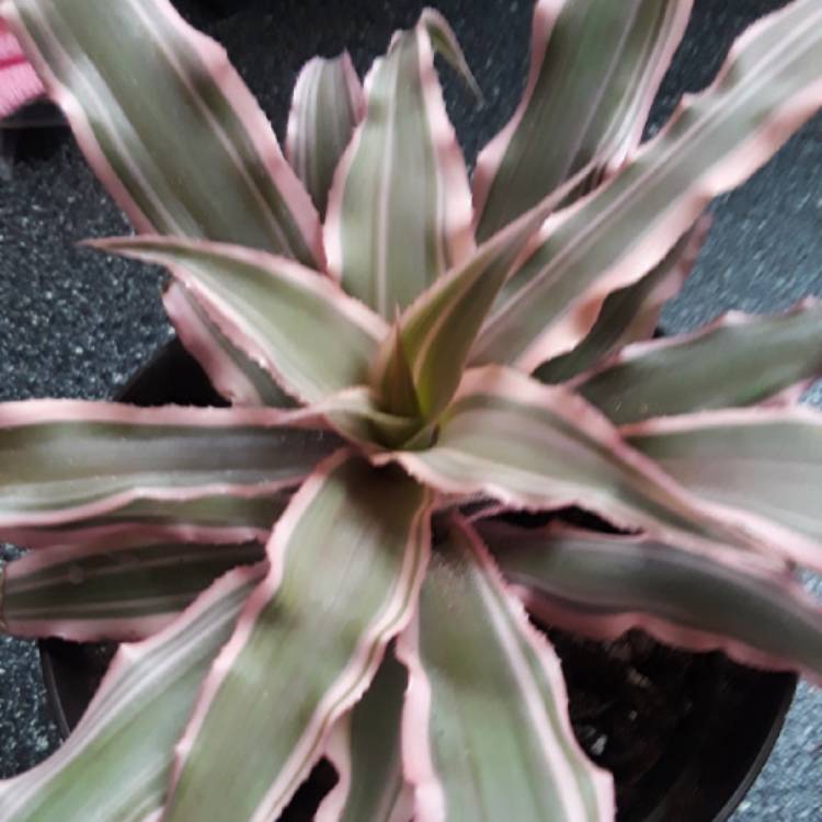plant image 906148 plant image 906148