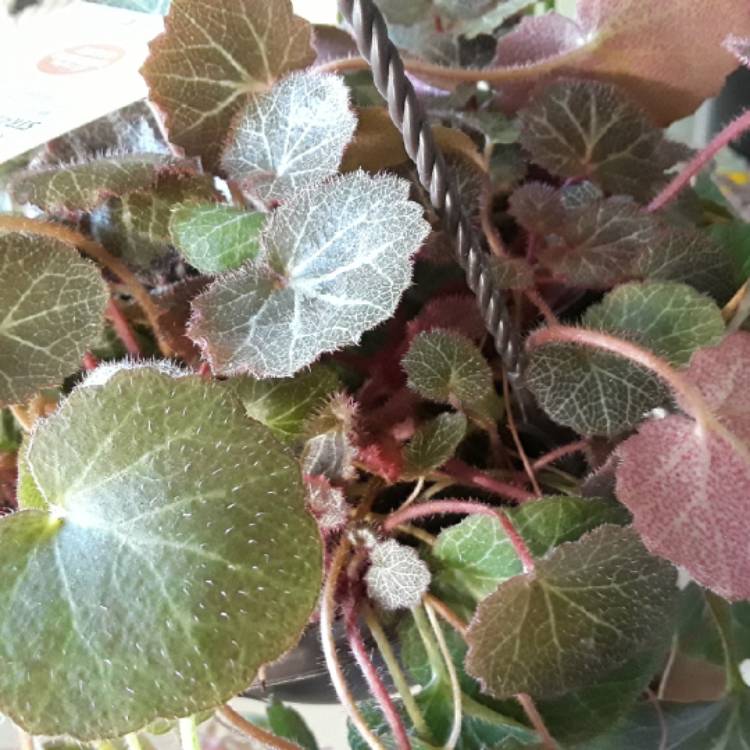 plant image 907496